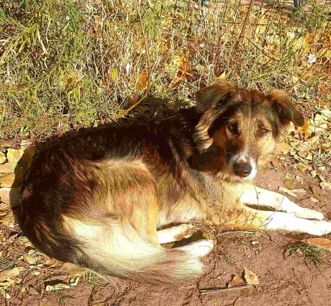 KRASUNYa (КРАСУНЯ), Mixed Breed (Happy Paw Kyiv)