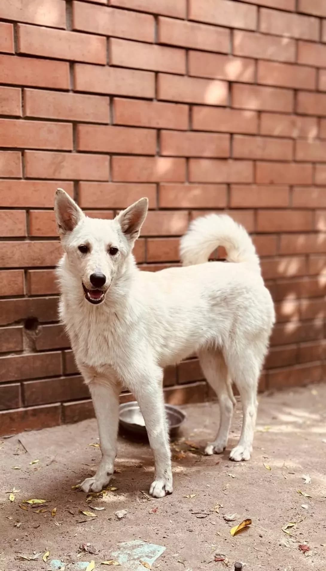 Umka (Умка), Mixed Breed (Happy Paw Dnipro)