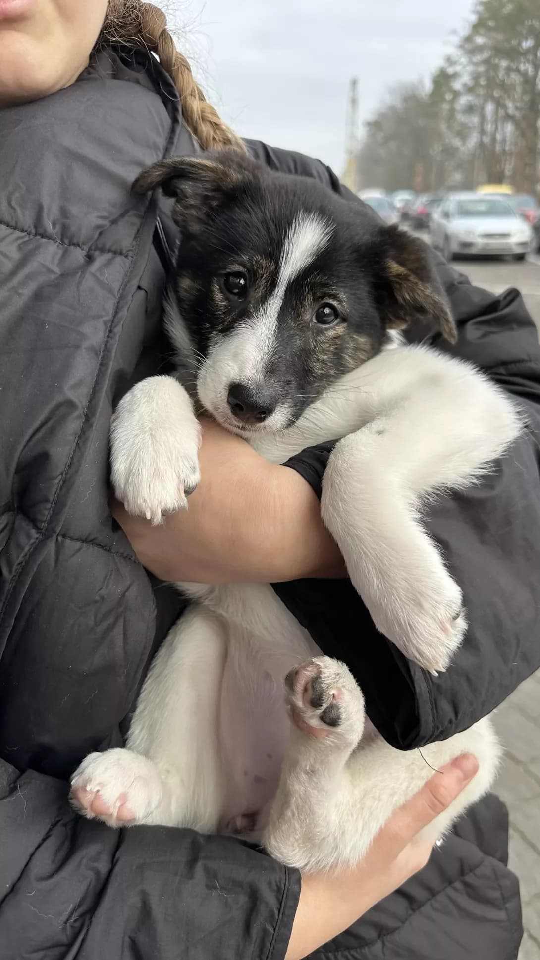 Perchik (Перчик), Mixed Breed (Happy Paw Kyiv Oblast)