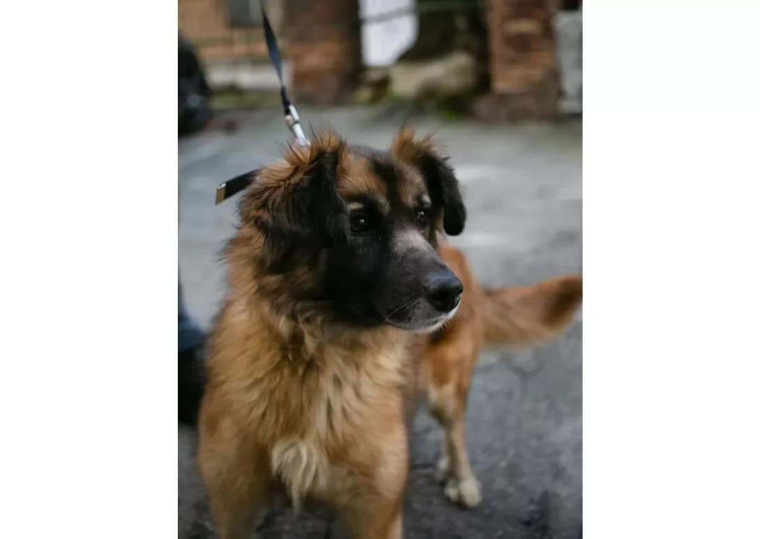 Dzhuliya (Джулія), Mixed Breed (Happy Paw Kyiv)