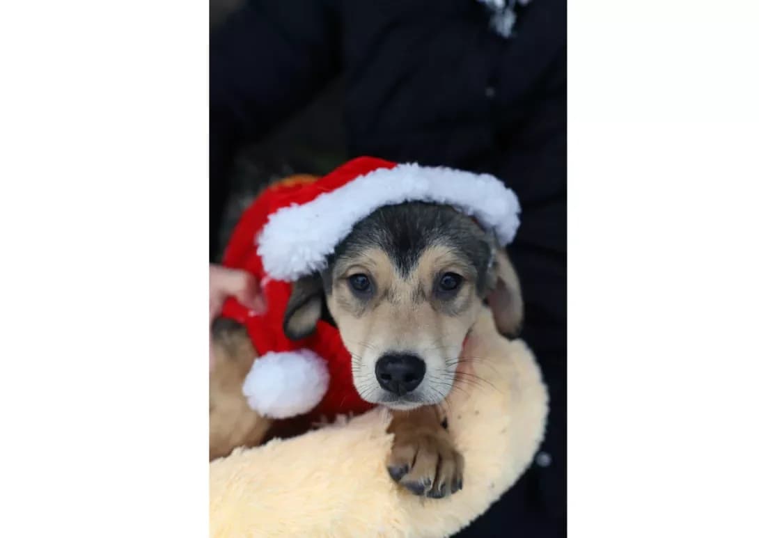 Maykl i Red (Майкл і Ред), Mixed Breed (Happy Paw Kyiv)