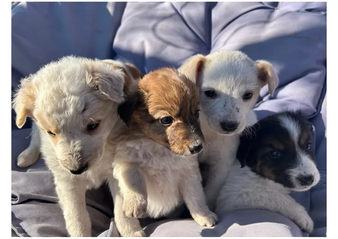 Tsutsenyata (Цуценята), Mixed Breed (Happy Paw Kyiv)