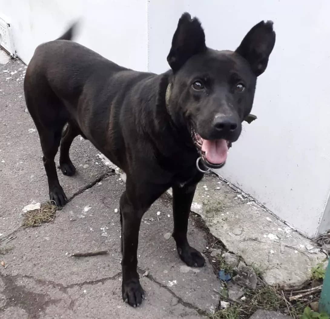 Dzhek (Джек), Mixed Breed (Happy Paw Dnipro)