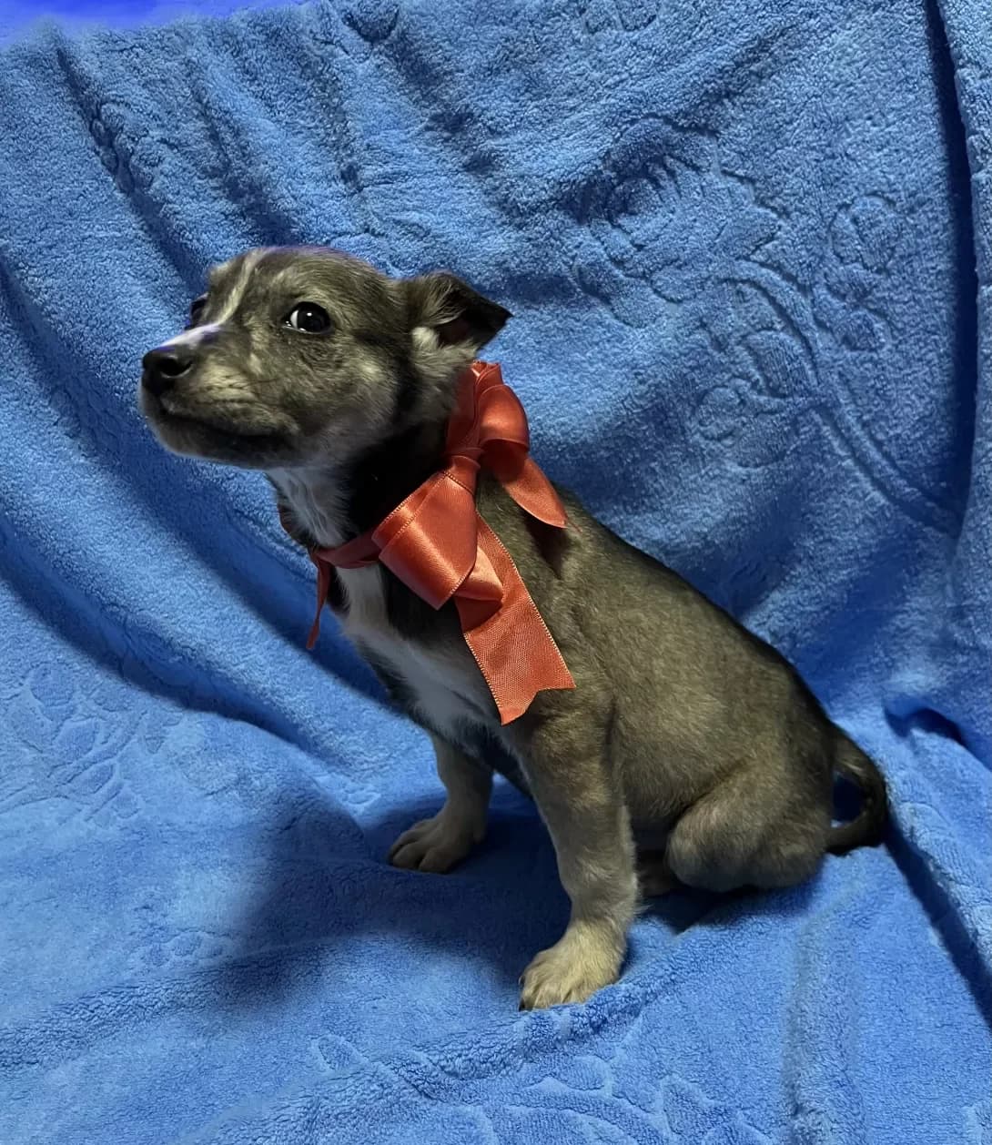 Nayka (Найка), female young Mixed Breed for adoption at Happy Paw Rivne Oblast