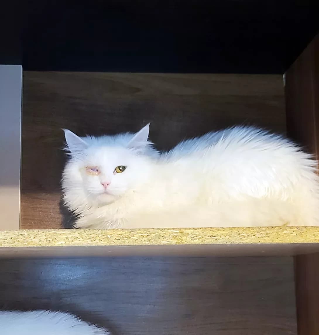 Snizhana (Сніжана), female young Mixed Breed for adoption at Happy Paw Kyiv