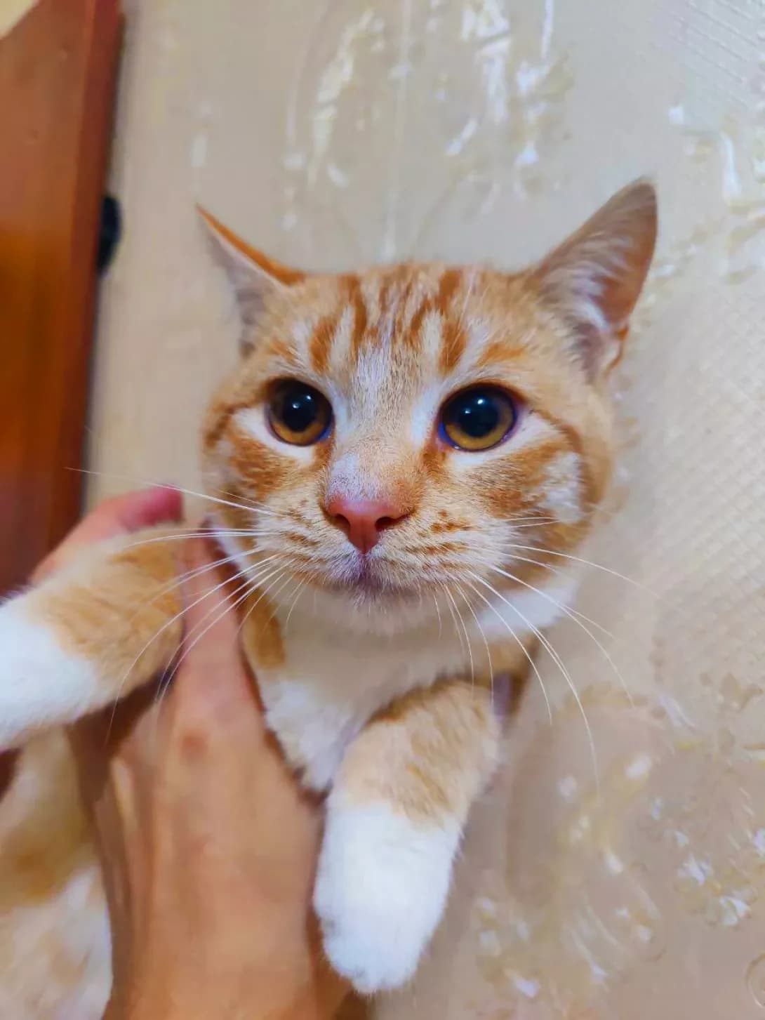 Rizhik (Рижик), male young Mixed Breed for adoption at Happy Paw Kyiv