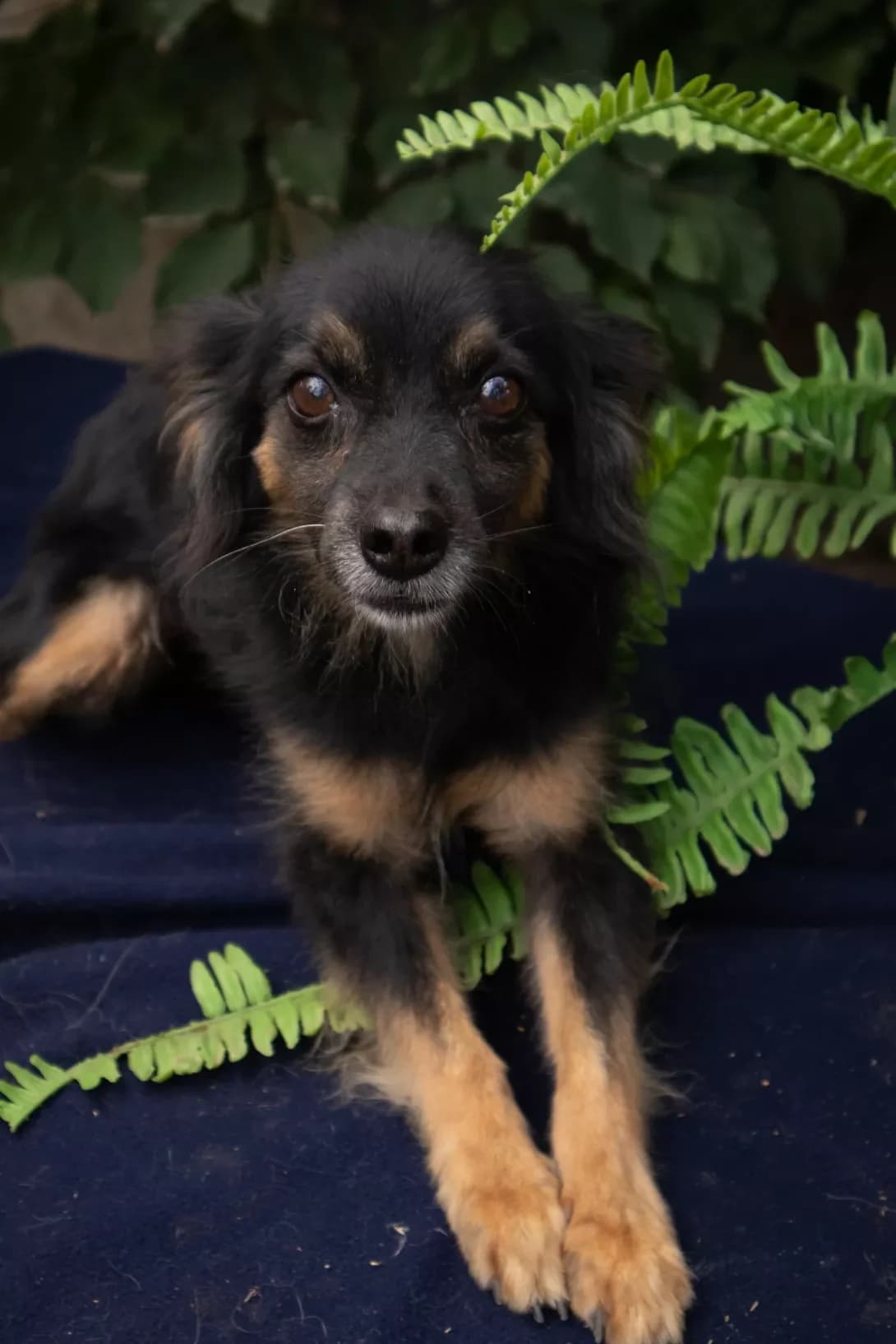 Misha (Міша), male young Mixed Breed for adoption at Happy Paw Khmelnytskyi Oblast