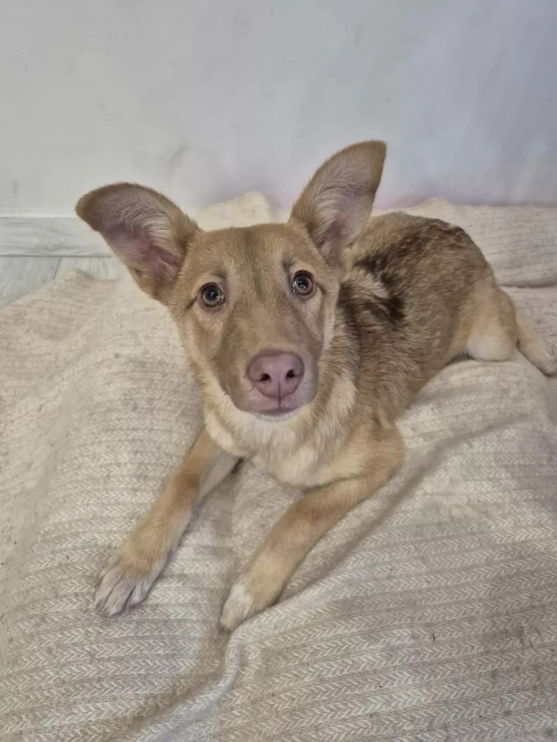 Poki nema) (Поки нема)), Mixed Breed (Happy Paw Kyiv)