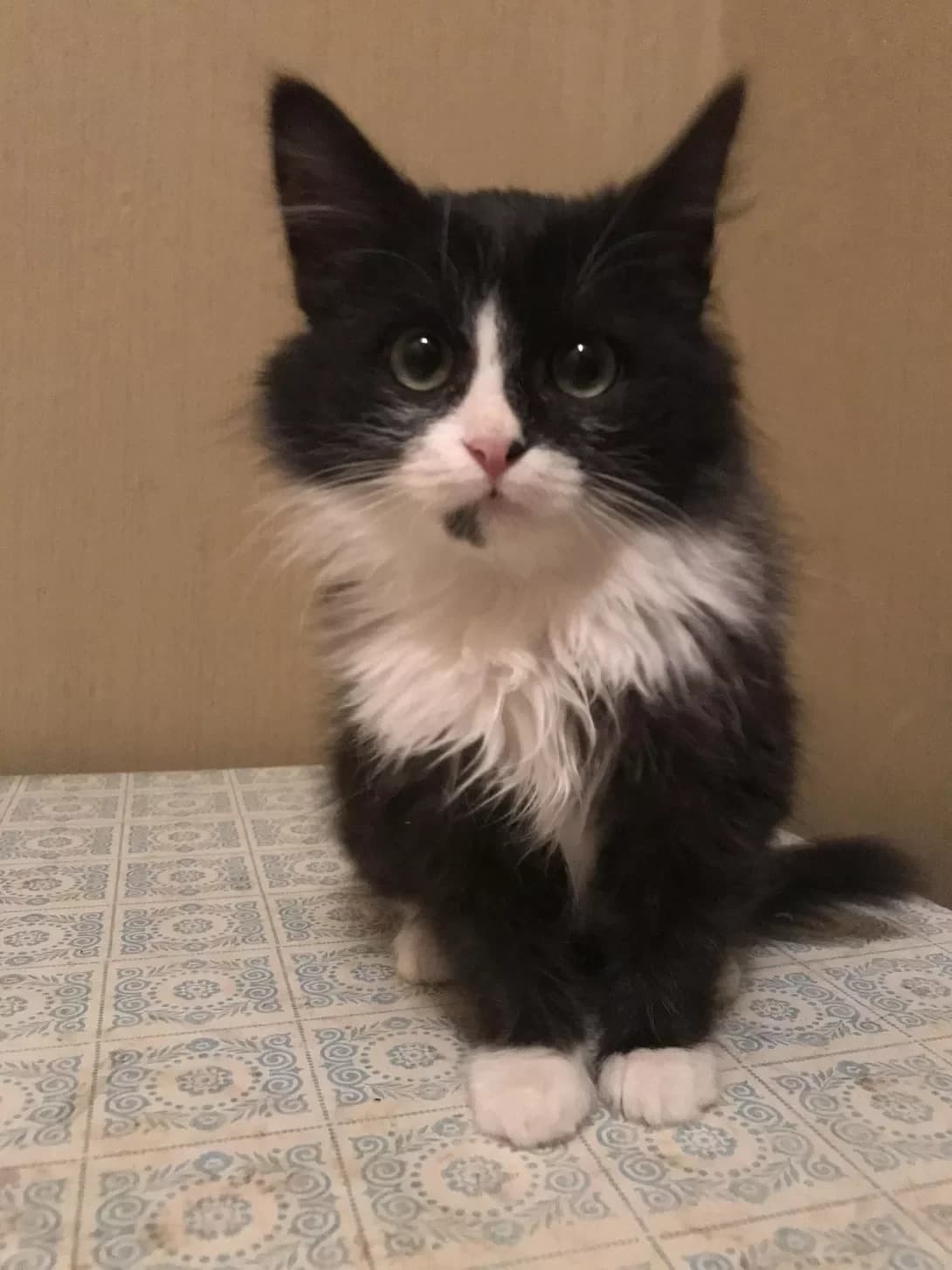 Bez imeni (Без імені), female young Mixed Breed for adoption at Happy Paw Kyiv