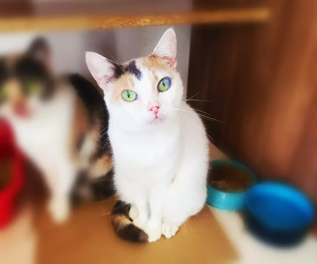 Mika (Міка), female 3yo Mixed Breed for adoption at Happy Paw Kyiv