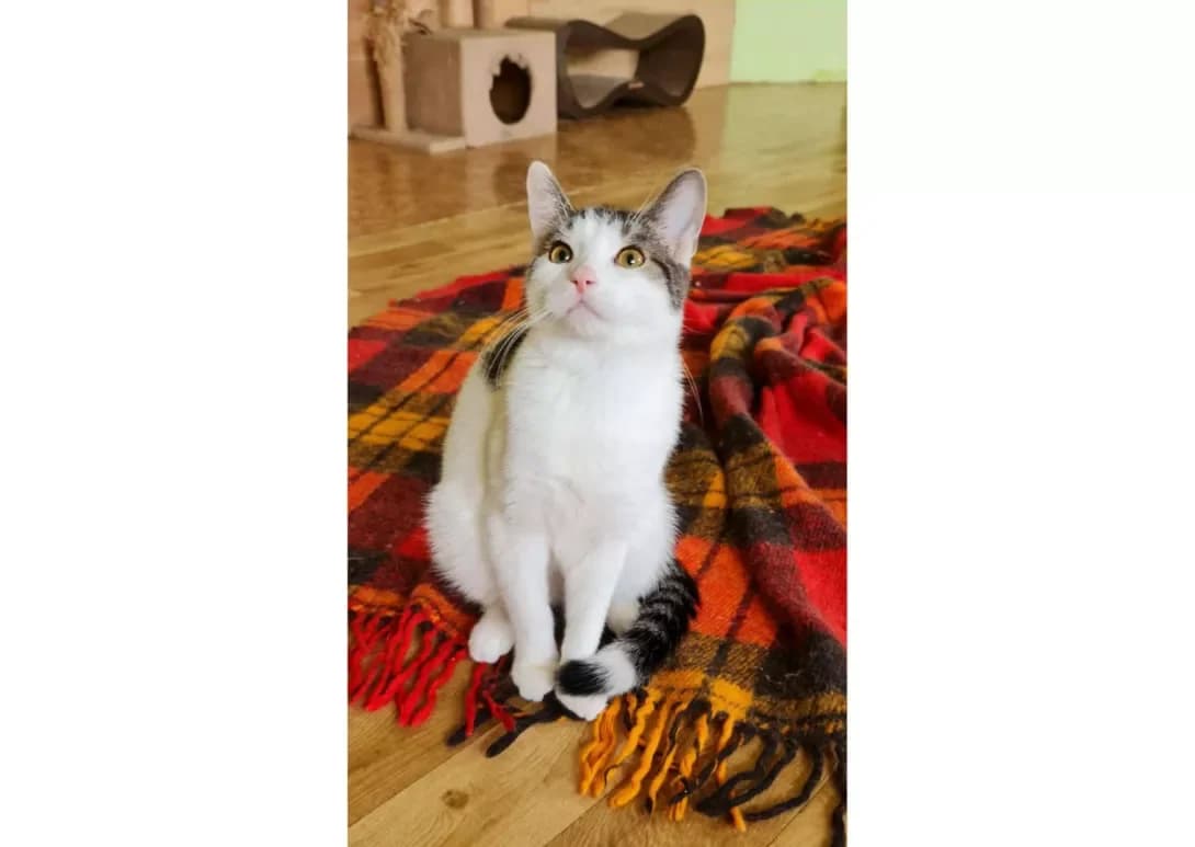 Shurik (Шурік), male young Mixed Breed for adoption at Happy Paw Kyiv