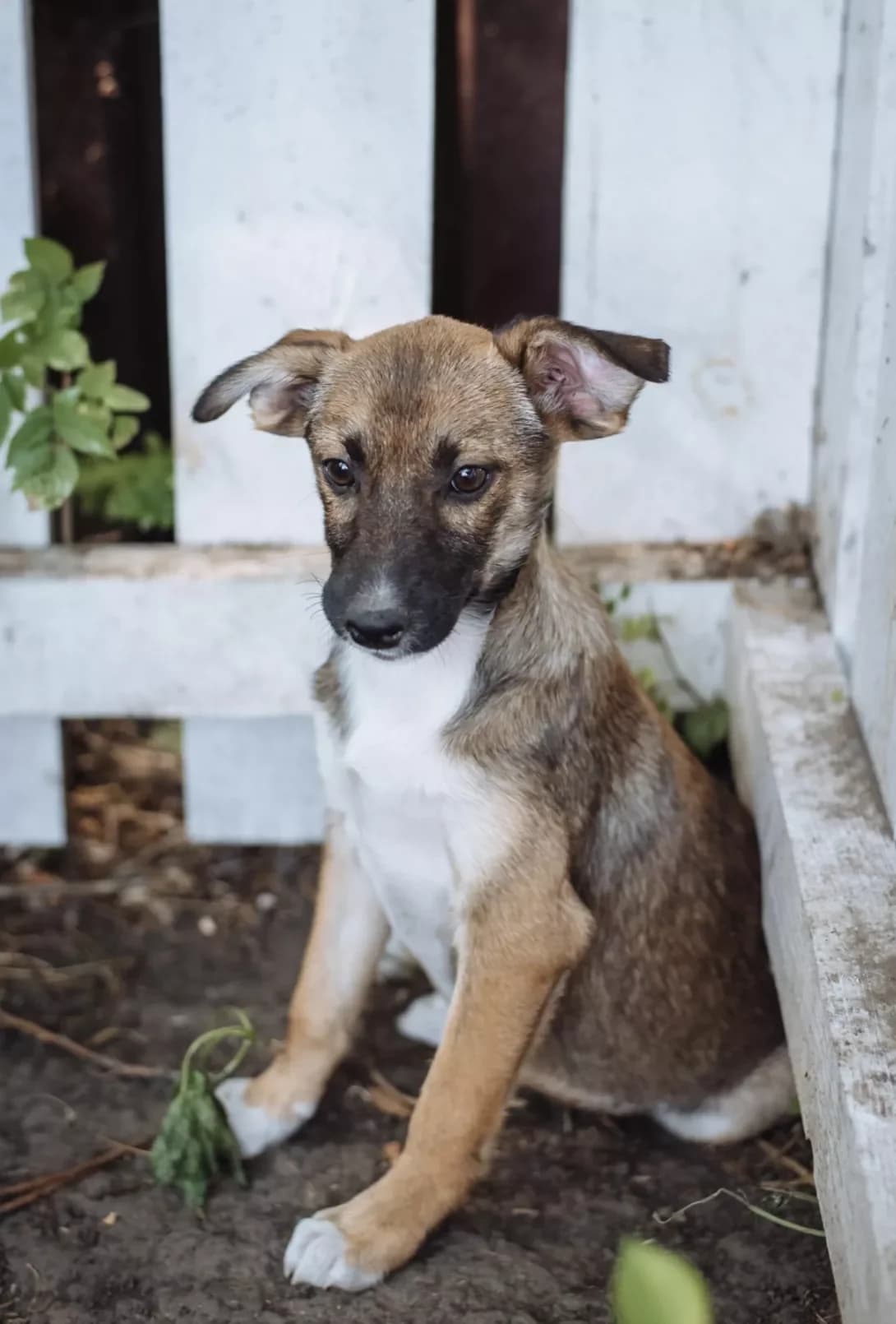Vira (Віра), Mixed Breed (Happy Paw Kyiv)