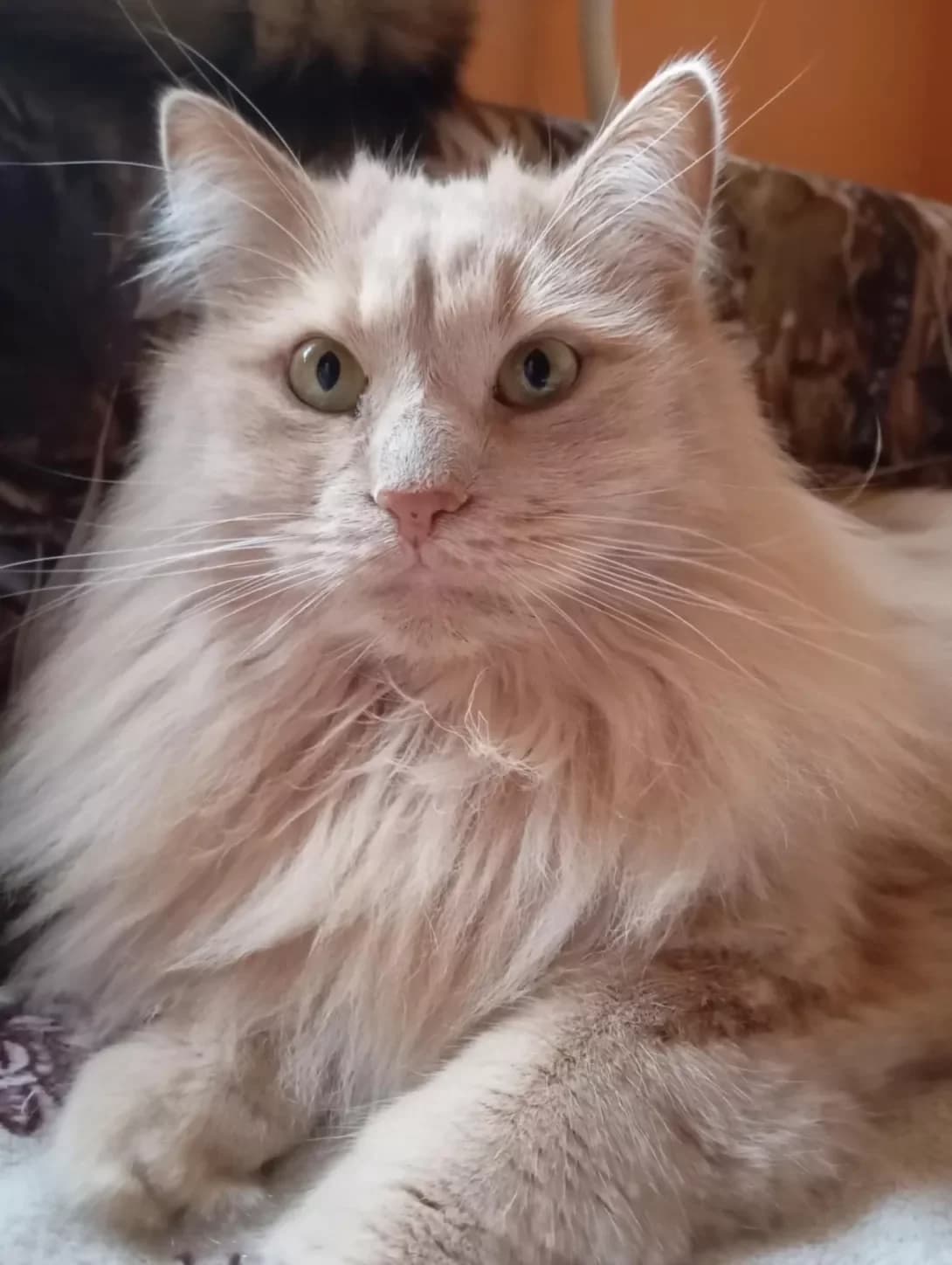 Lu (Лу), Mixed Breed (Happy Paw Kyiv)
