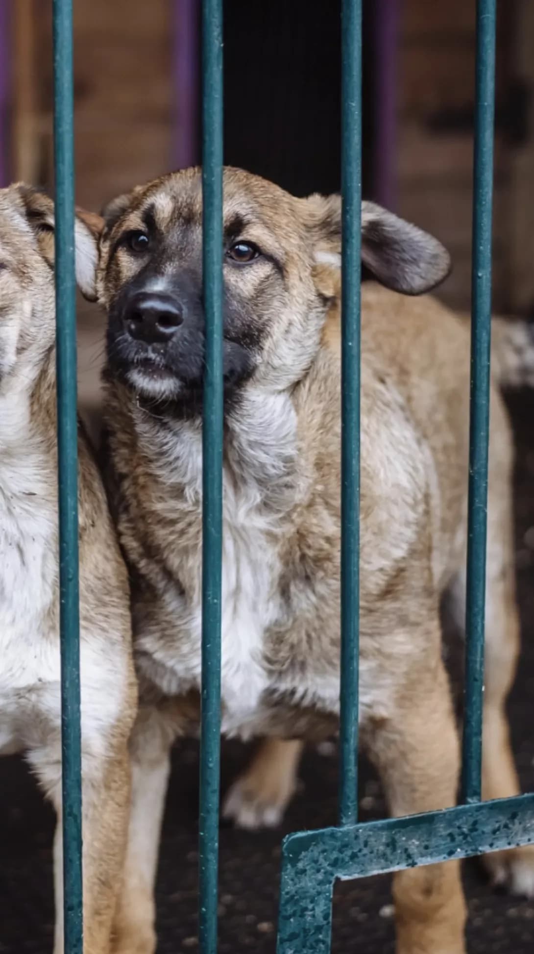 Tosha (Тоша), Mixed Breed (Happy Paw Kyiv)