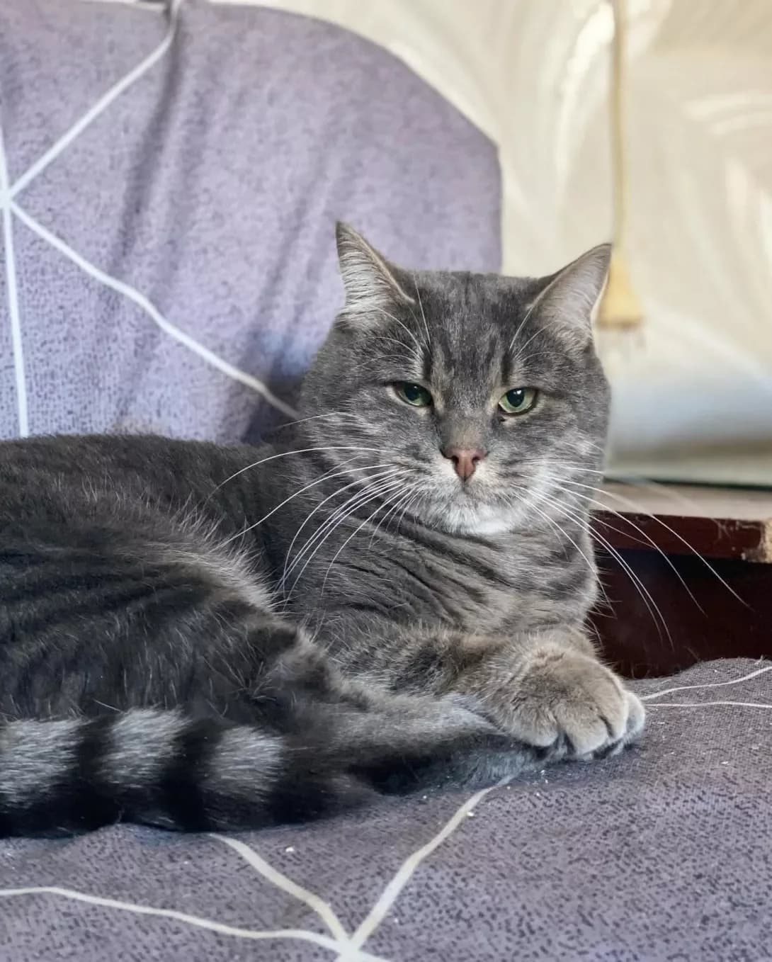 Lyuk (Люк), Mixed Breed (Happy Paw Kyiv)