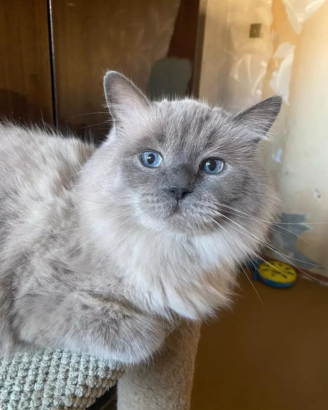 Marsel (Марсель), Mixed Breed (Happy Paw Kyiv)