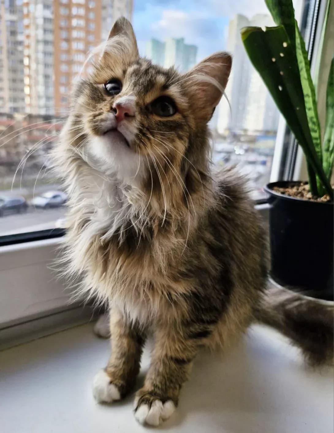 Brendon (Брендон), brown tabby male Mixed Breed for adoption at Happy Paw Kyiv