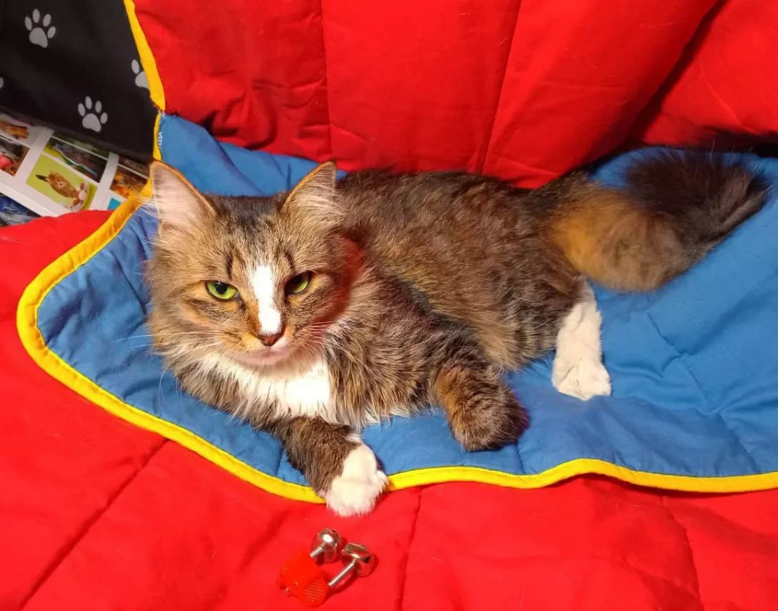 Vanessa (Ванесса), Mixed Breed (Happy Paw Kyiv)