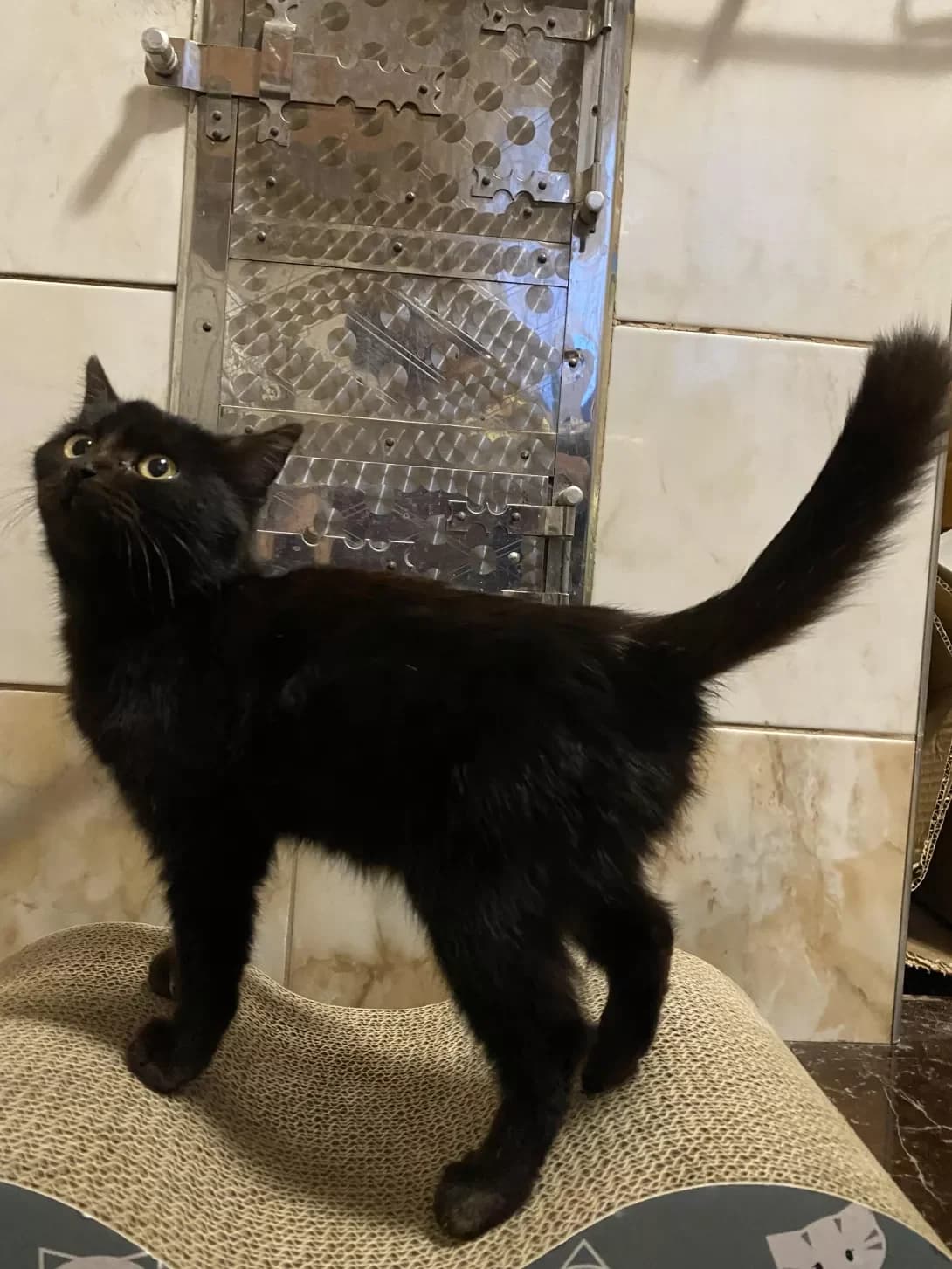 Selestina (Селестина), female young Mixed Breed for adoption at Happy Paw Chernivtsi Oblast