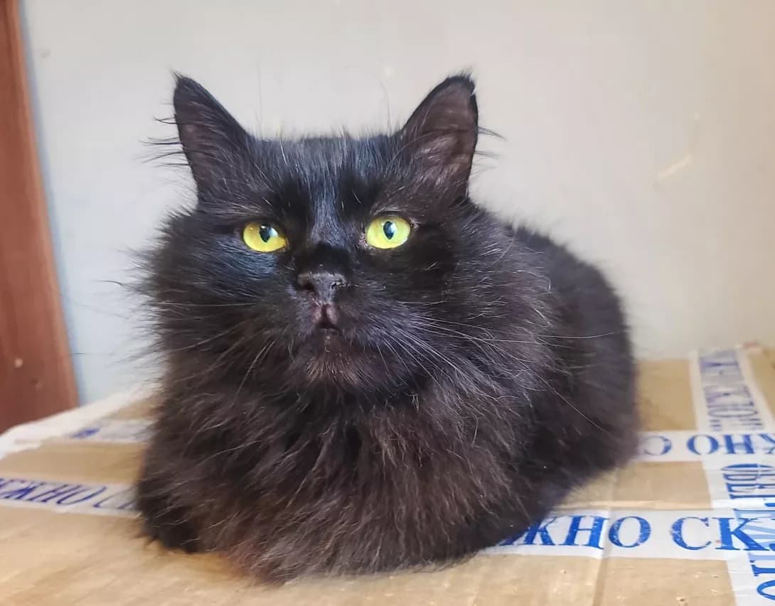 Feliks (Фелікс), Mixed Breed (Happy Paw Kyiv)