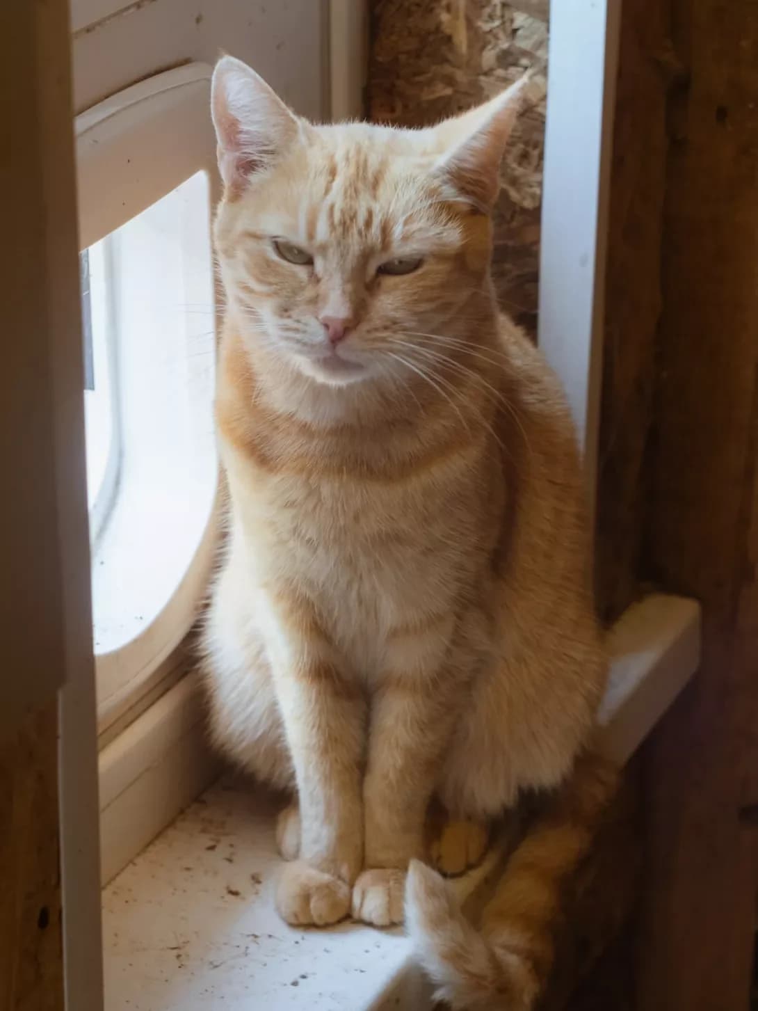 Lidunya (Лідуня), female 7yo Mixed Breed for adoption at Happy Paw Poltava