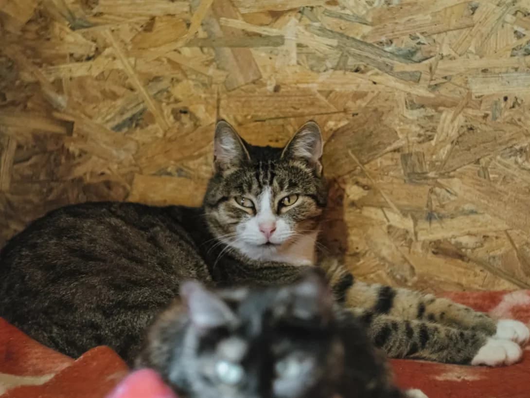 Yenot (Єнот), male 4yo Mixed Breed for adoption at Happy Paw Poltava