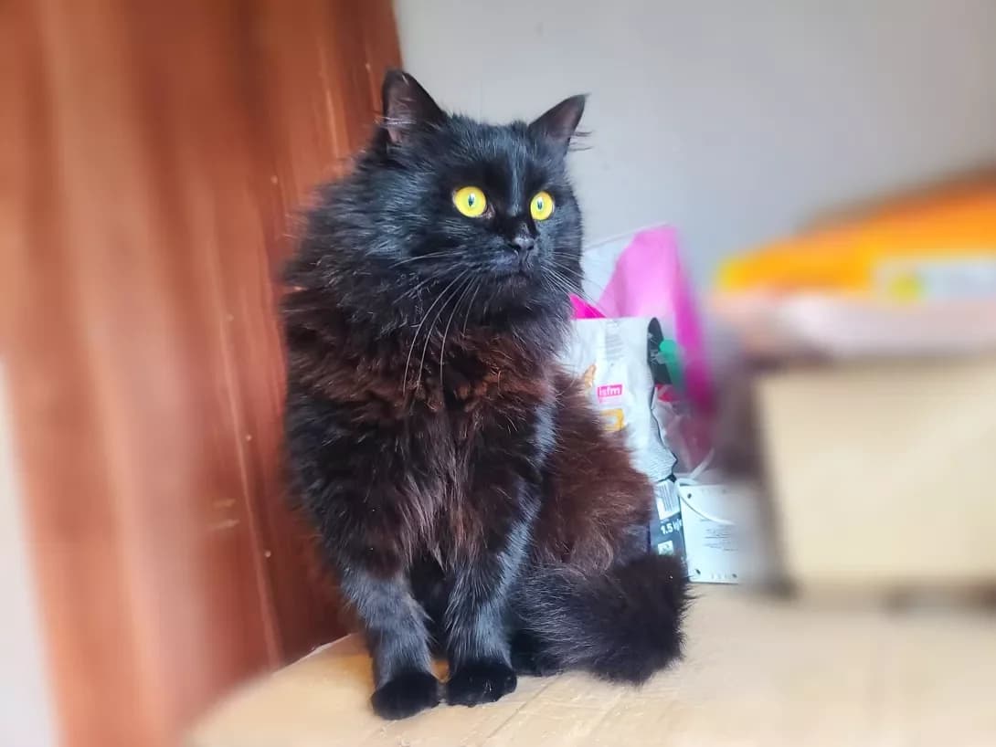 Kubik (Кубік), black male Mixed Breed for adoption at Happy Paw Kyiv