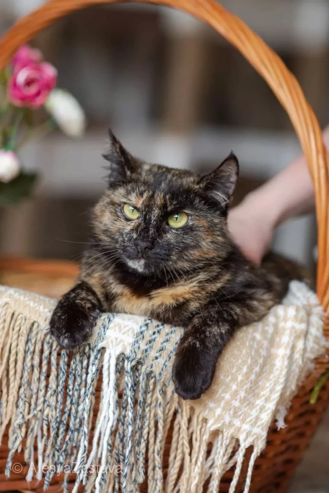 Reyf (Рейф), black female Mixed Breed for adoption at Happy Paw Kyiv