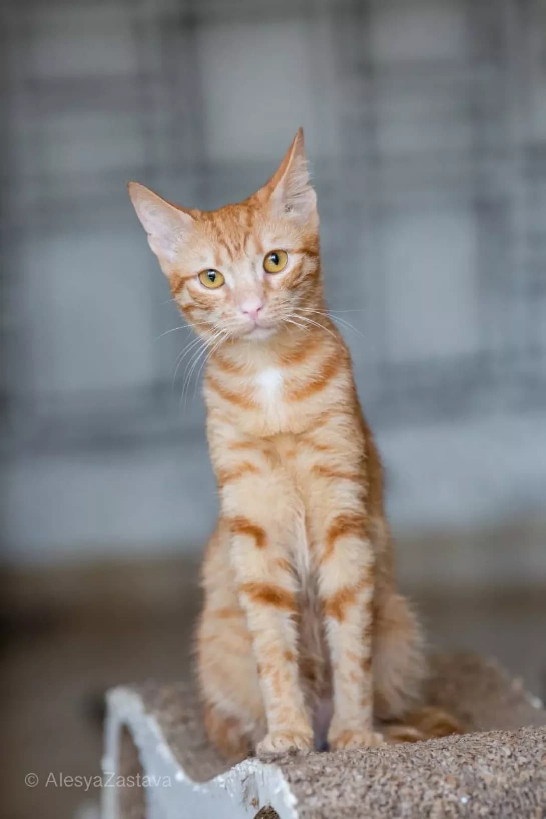 Danke (Данке), Mixed Breed (Happy Paw Kyiv)
