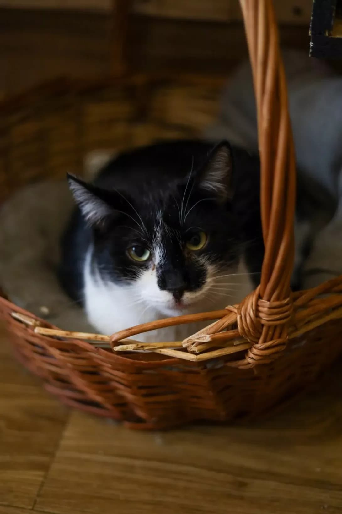Otis (Отіс), Mixed Breed (Happy Paw Kyiv)
