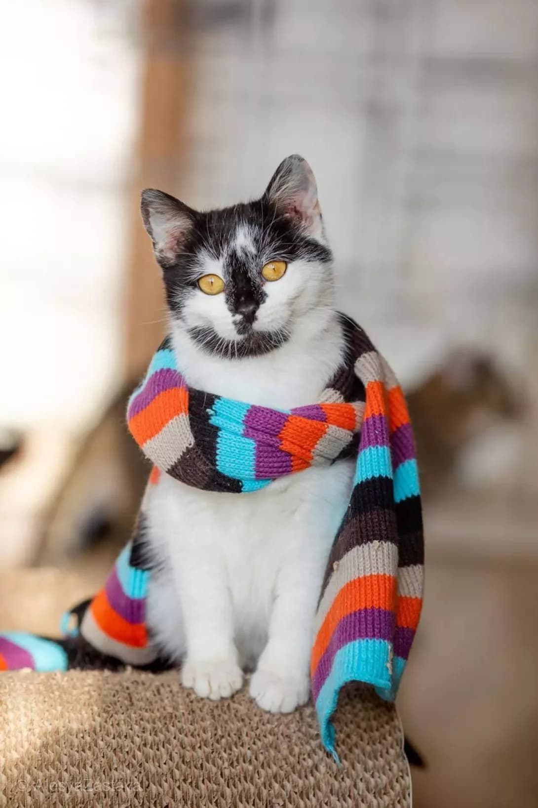 Anchous (Анчоус), Mixed Breed (Happy Paw Kyiv)