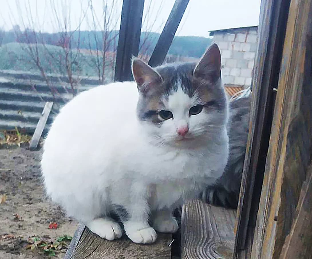Broshka (Брошка), white female Mixed Breed for adoption at Happy Paw Kyiv