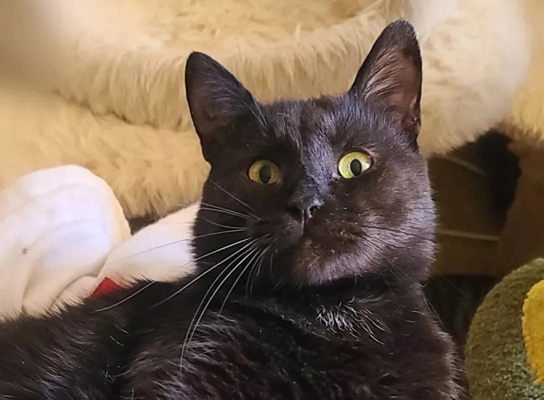 Fil (Філ), Mixed Breed (Happy Paw Kyiv)