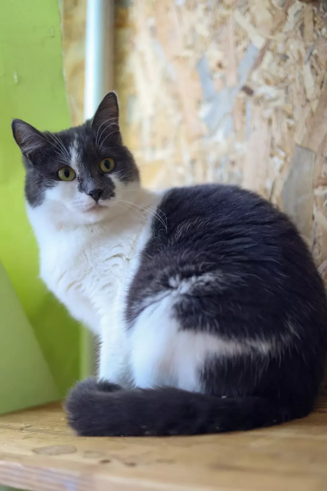Mavka (Мавка), Mixed Breed (Happy Paw Kyiv)