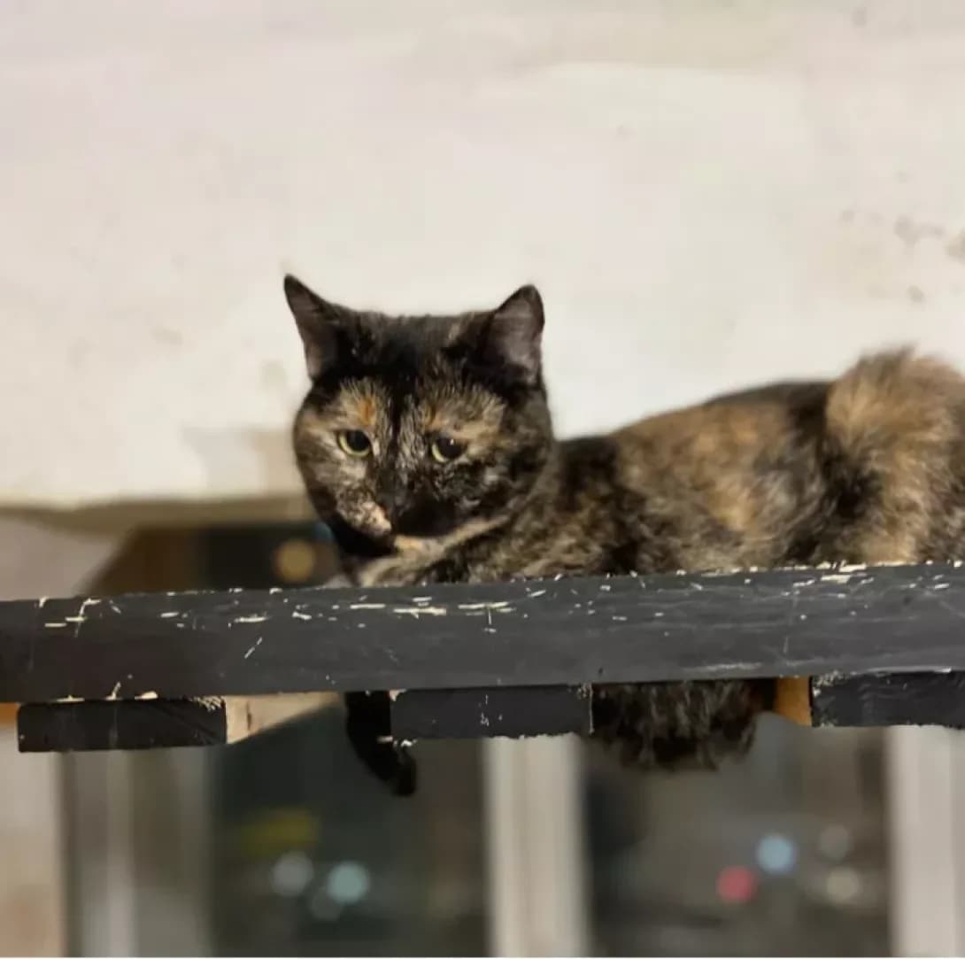 Kharvi (Харві), Mixed Breed (Happy Paw Kyiv)