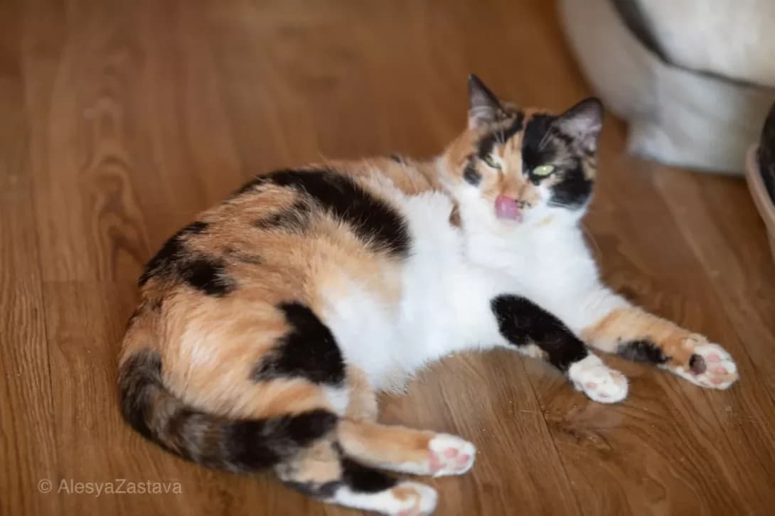 Kleo (Клео), Mixed Breed (Happy Paw Kyiv)