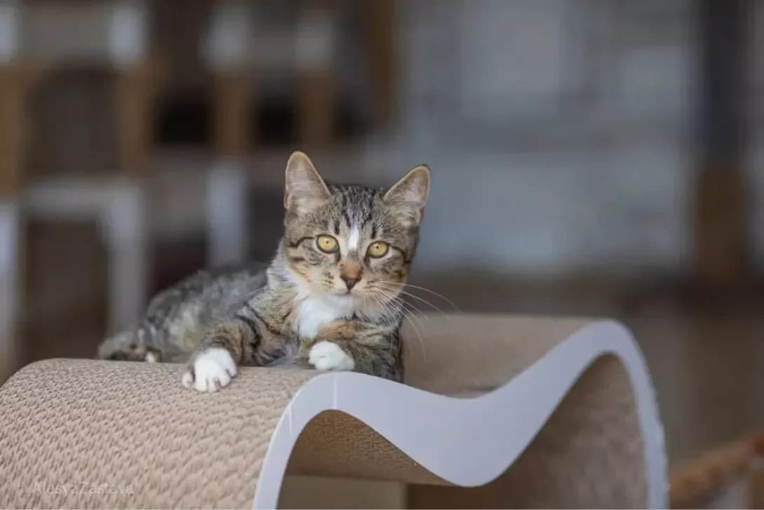 Mufasa (Муфаса), Mixed Breed (Happy Paw Kyiv)