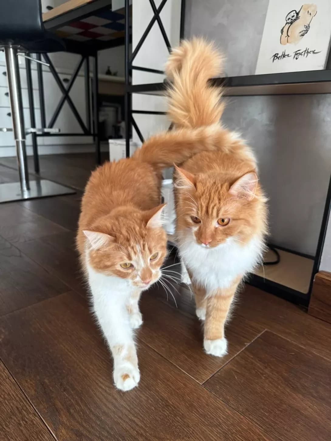 Vishnu (Вішну), male young Maine Coon for adoption at Happy Paw Kyiv