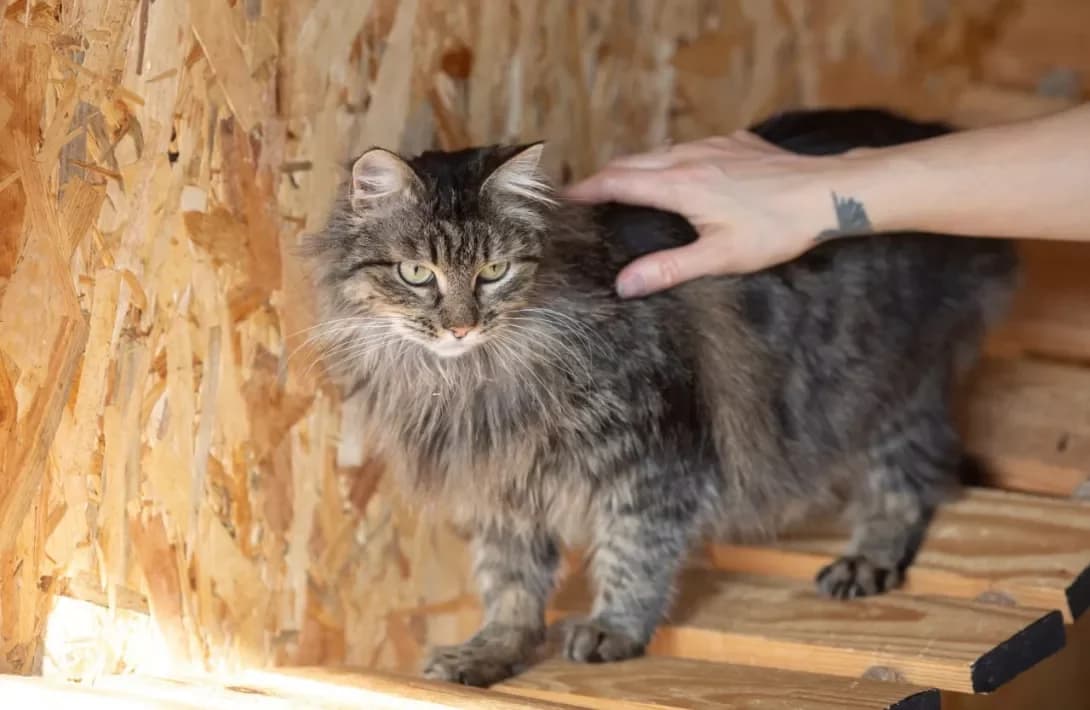 Brukhilda (Брухільда), Mixed Breed (Happy Paw Kyiv)