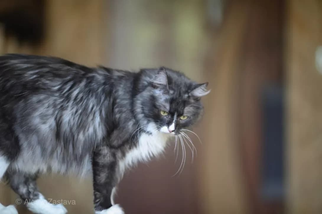 Lyusya (Люся), Mixed Breed (Happy Paw Kyiv)