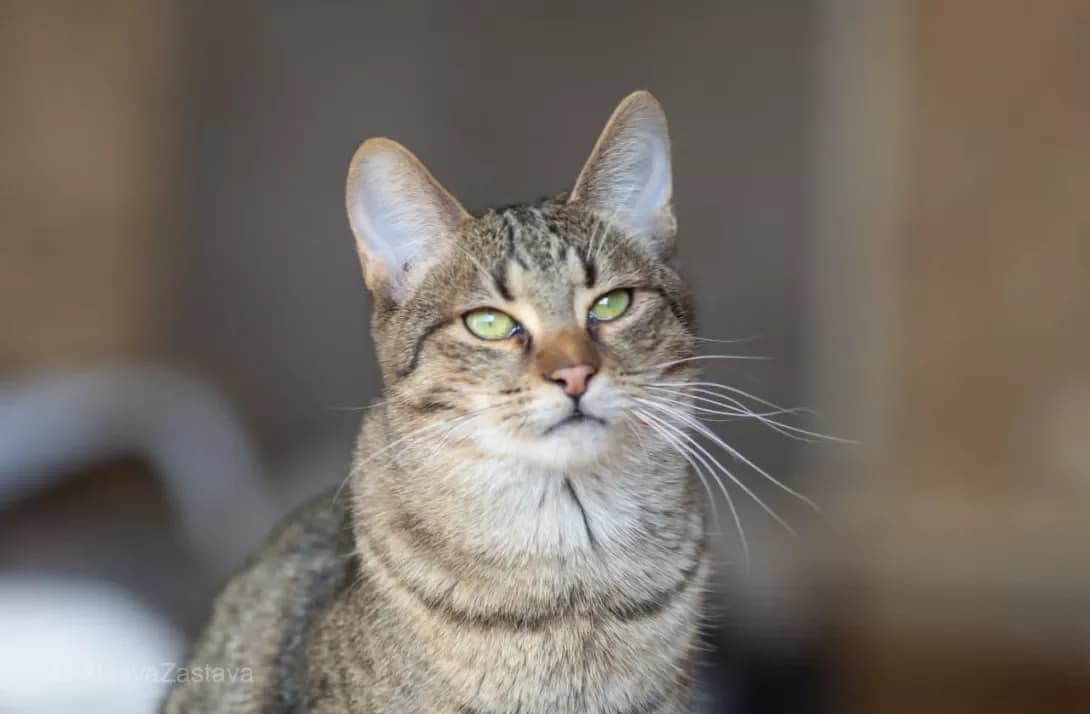 Shnurok (Шнурок), Mixed Breed (Happy Paw Kyiv)