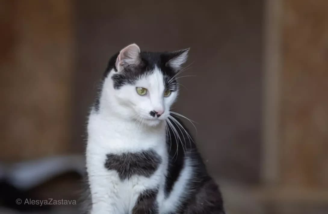 Chak (Чак), Mixed Breed (Happy Paw Kyiv)
