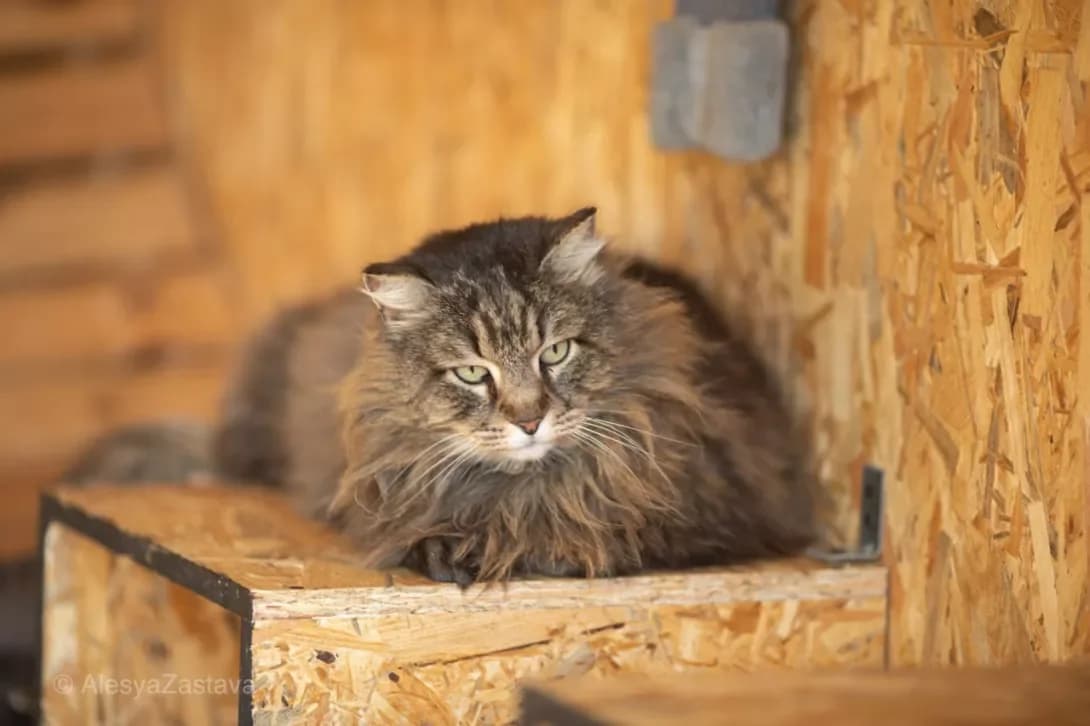 Moriarti (Моріарті), Mixed Breed (Happy Paw Kyiv)