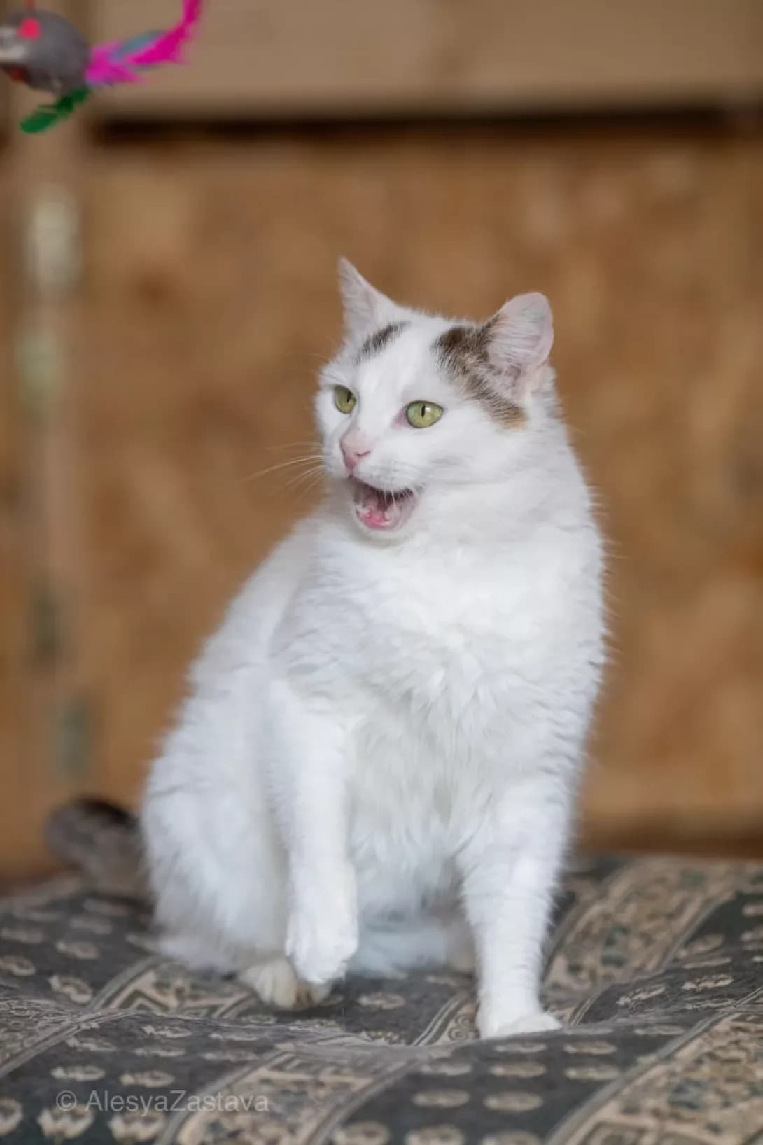 Manka (Манка), Mixed Breed (Happy Paw Kyiv)