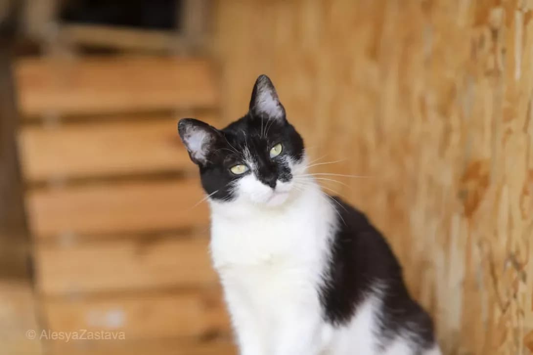 Alba (Альба), Mixed Breed (Happy Paw Kyiv)