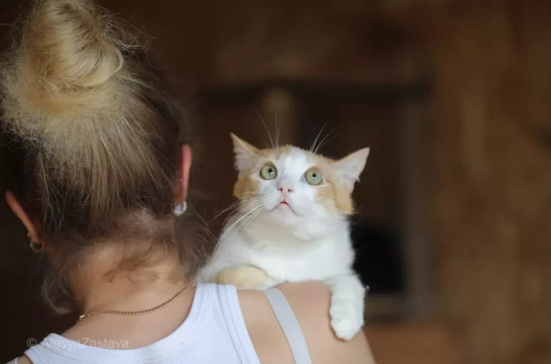 Archi (Арчі), Mixed Breed (Happy Paw Kyiv)