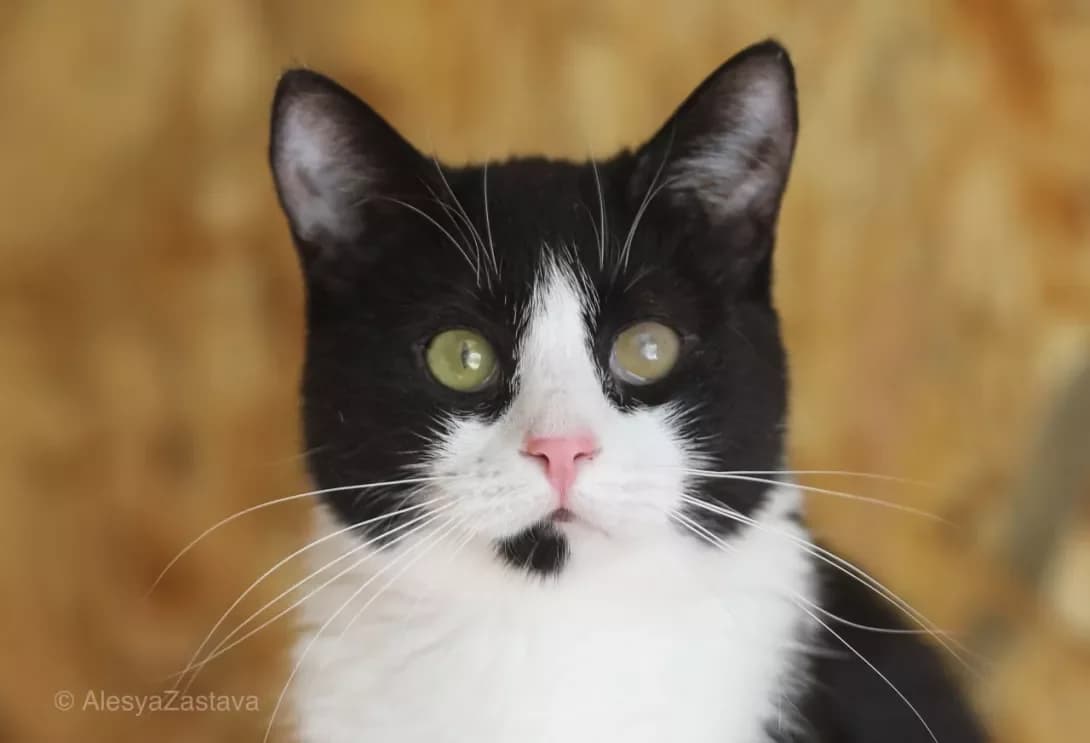 Viva (Віва), Mixed Breed (Happy Paw Kyiv)
