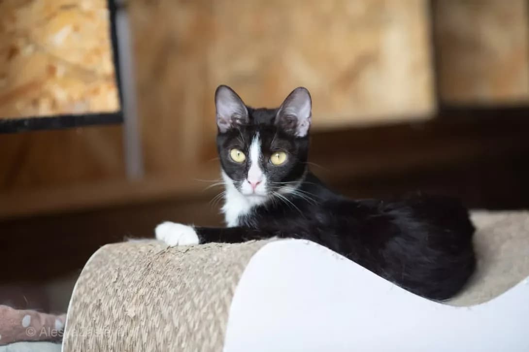 Lara (Лара), Mixed Breed (Happy Paw Kyiv)