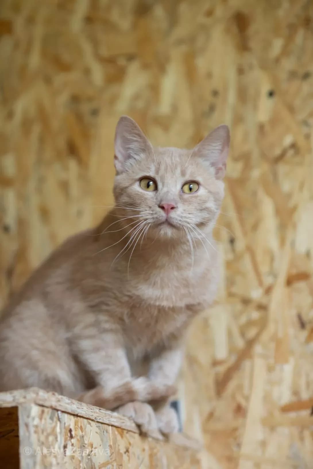 Edmund (Едмунд), Mixed Breed (Happy Paw Kyiv)