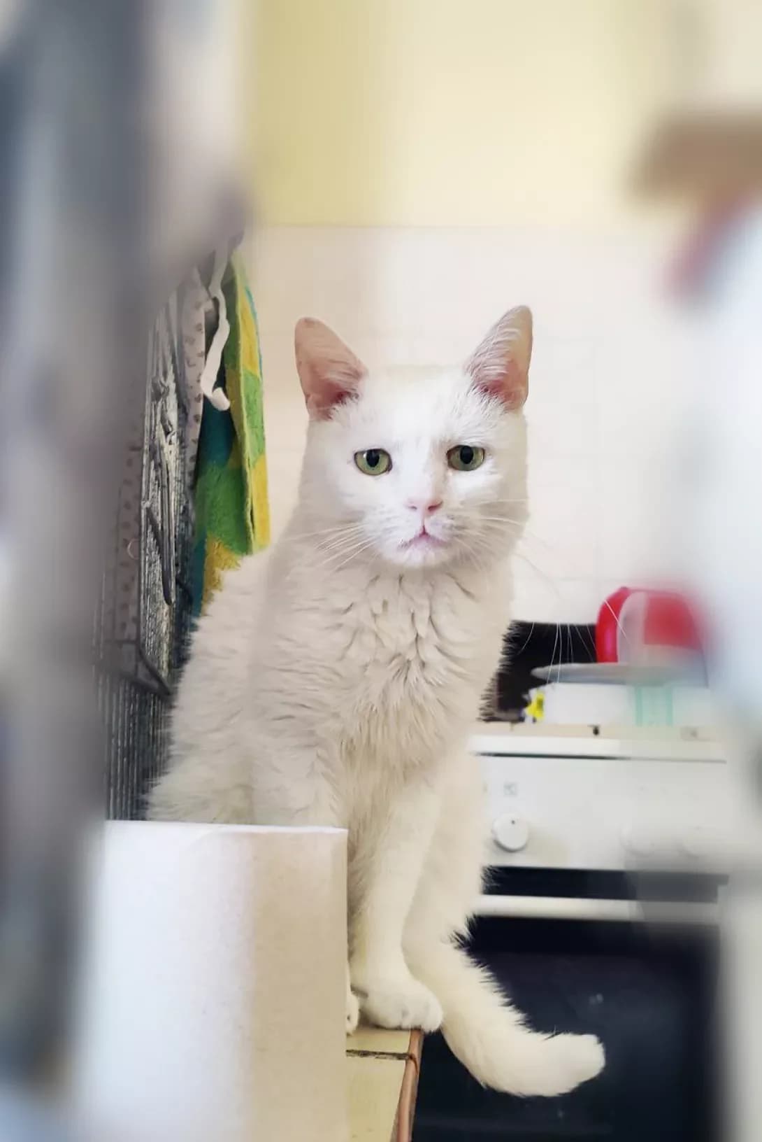 Aysi (Айсі), Mixed Breed (Happy Paw Kyiv)
